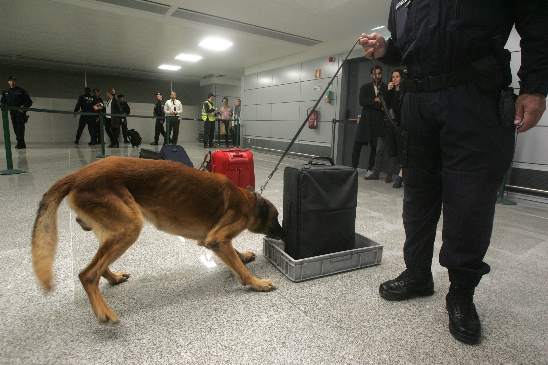 Polícia ‘aluga’ cães a 75 euros por dia