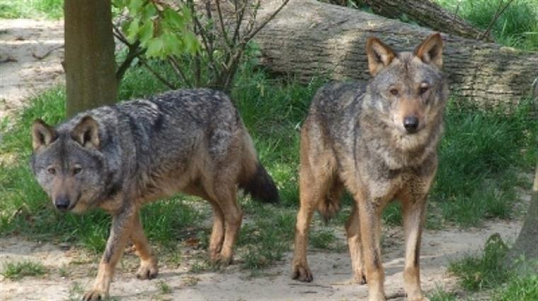 Membros de equipa de combate aos incêndios atropelam lobo ibérico e publicam fotos no Twitter