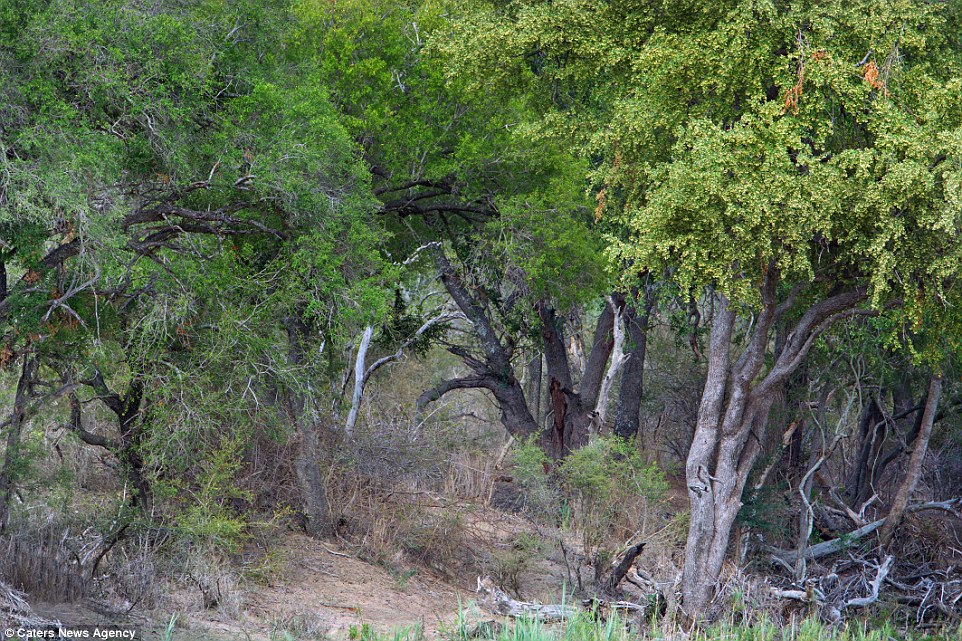 Desafio. Consegue encontrar o leopardo? [FOTO]