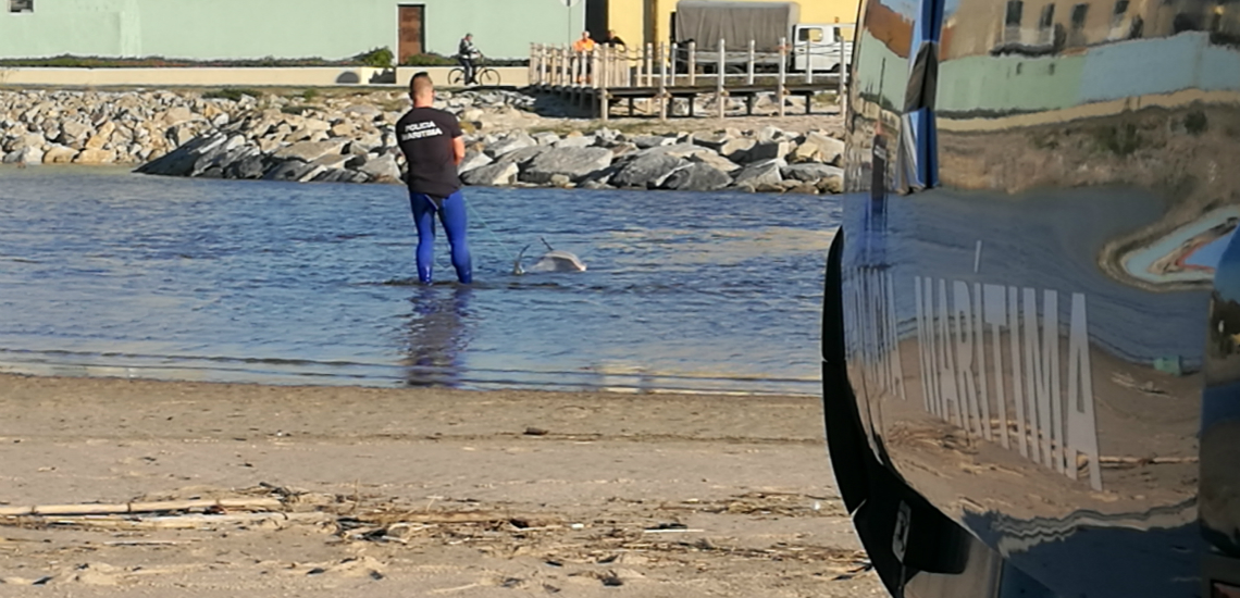 Póvoa de Varzim. Cinco golfinhos deram à costa em quatro dias