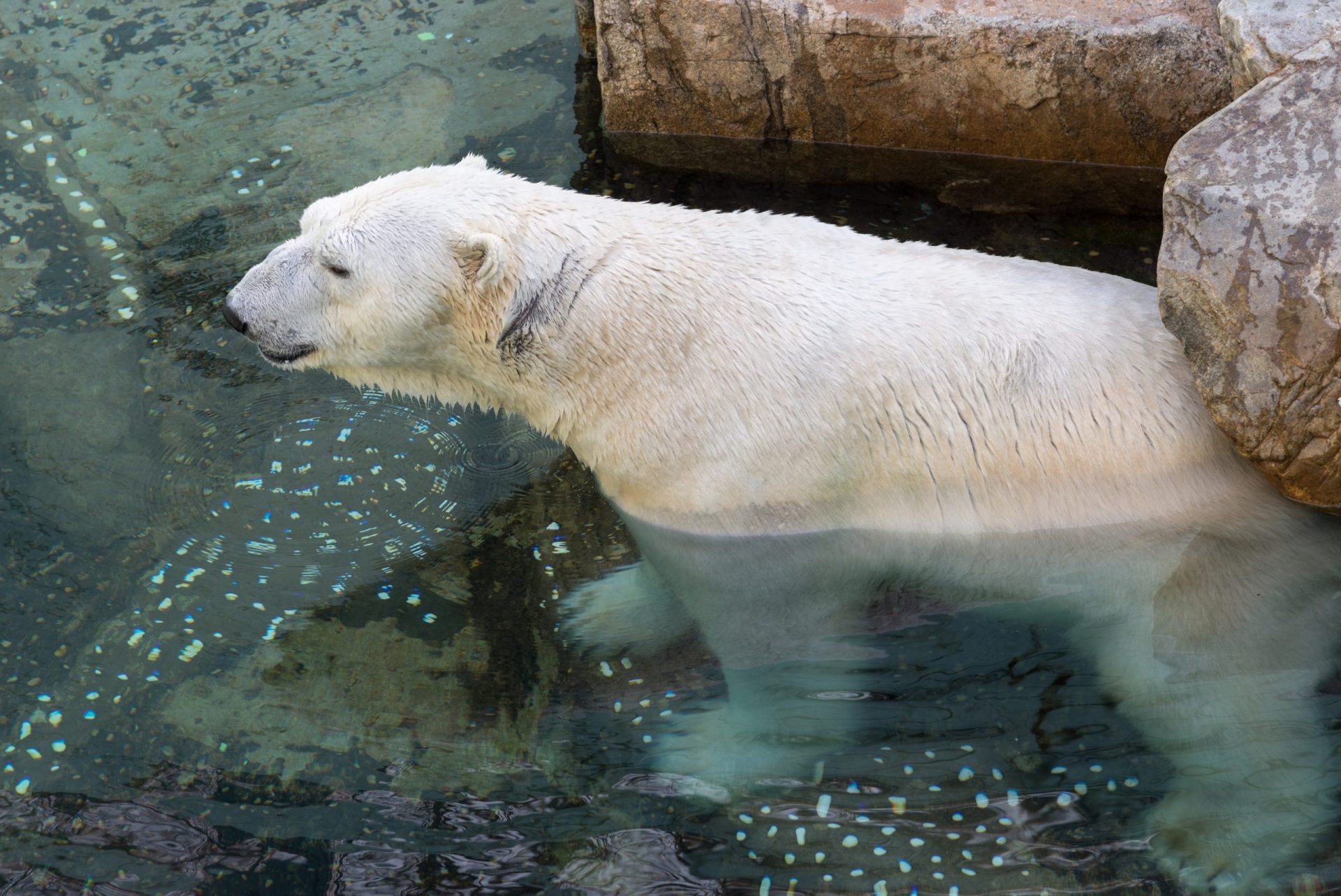 Zoo fecha devido a neve. Animais não se importaram [Vídeo]