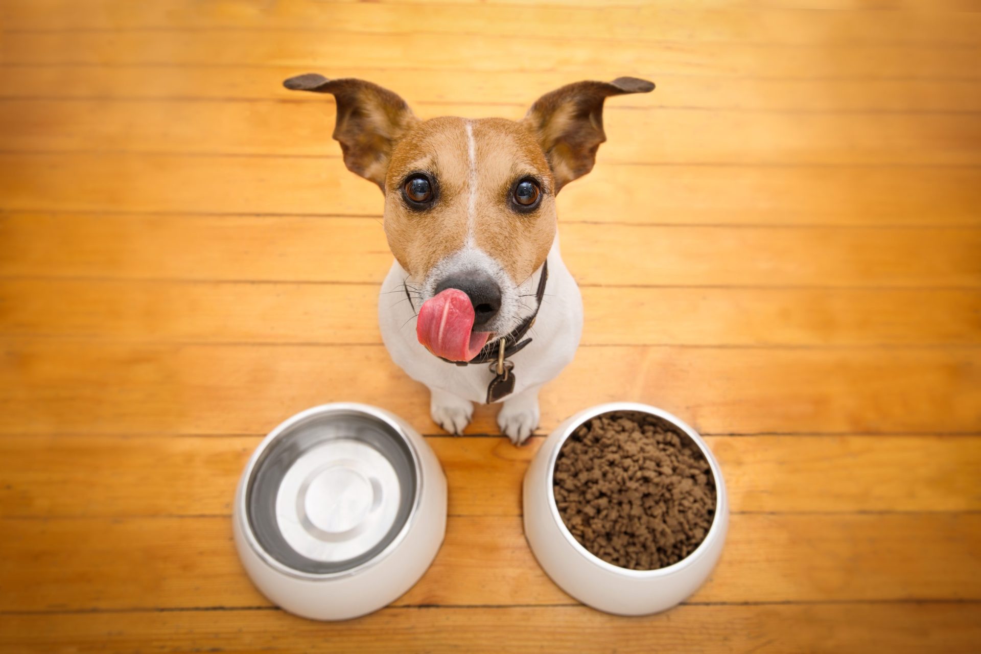 Estes são os alimentos que podem matar o seu cão