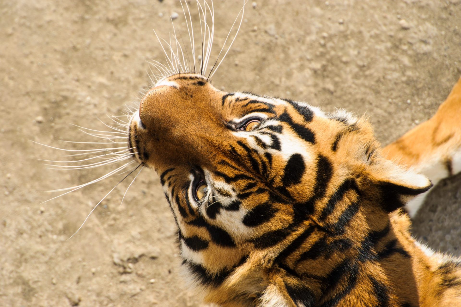 Homem não quis pagar bilhete de zoo e acaba morto pelos tigres