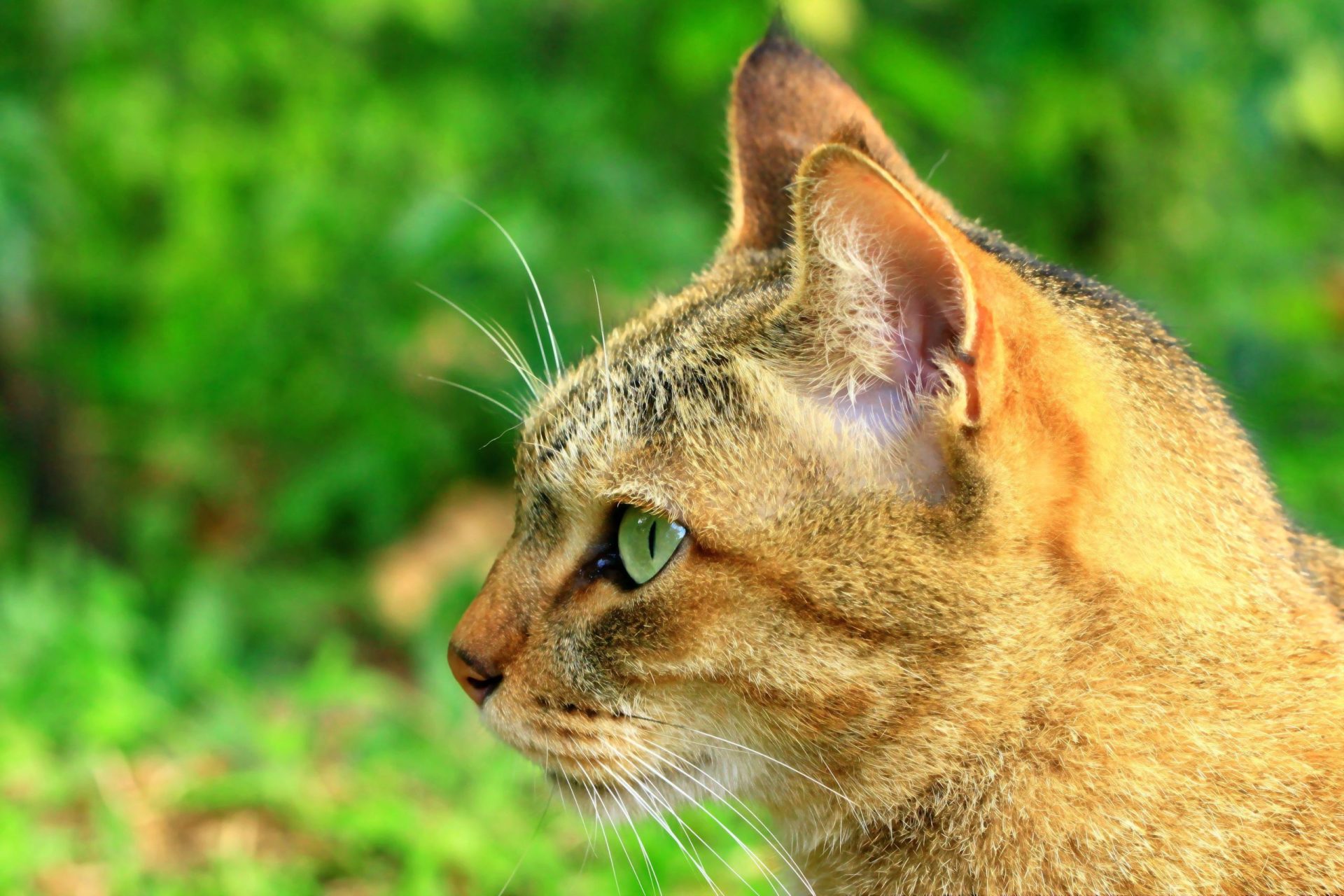 Homens filmados a escaldar gato são condenados