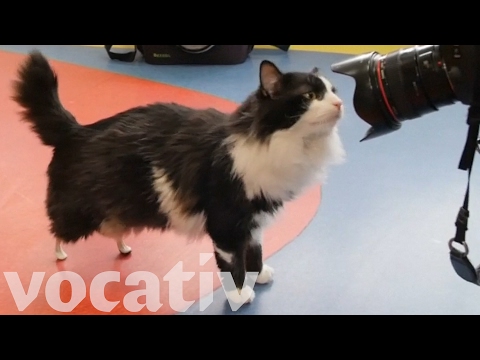 Gato volta a andar com patas biónicas [vídeo]