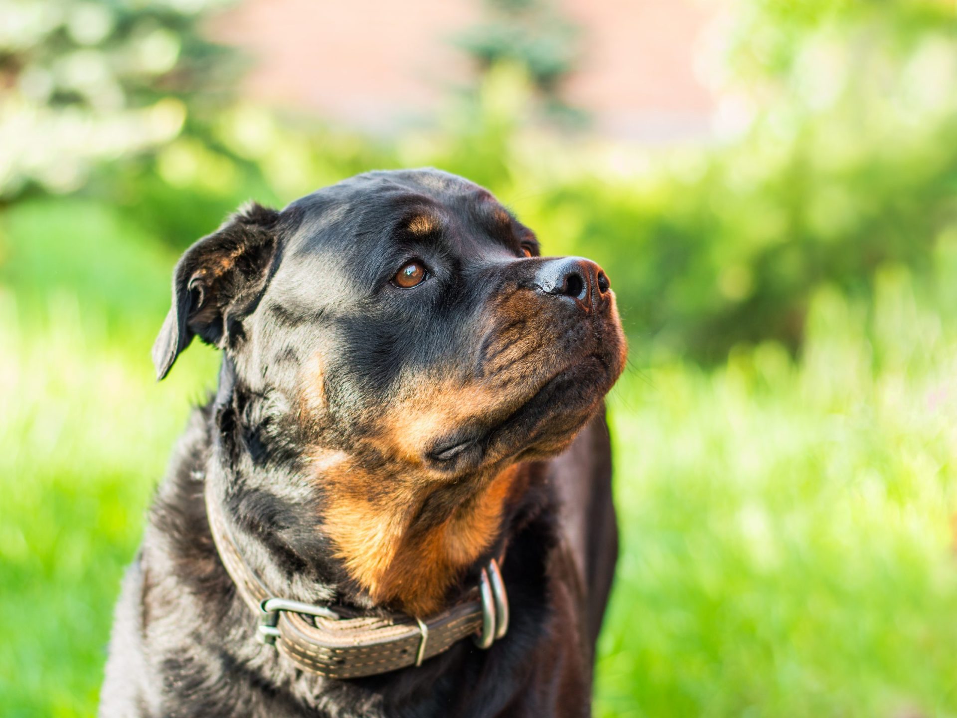 Cão deixa criança “desfigurada” e em estado “muito grave”