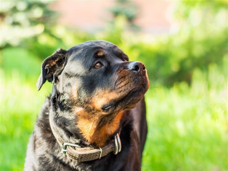 Matosinhos. Dono de cão que atacou criança sujeito a termo de identidade e residência