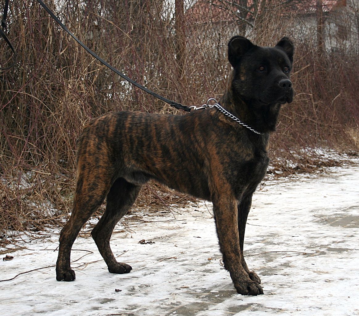 Criança de três anos atacada por cão em Ílhavo