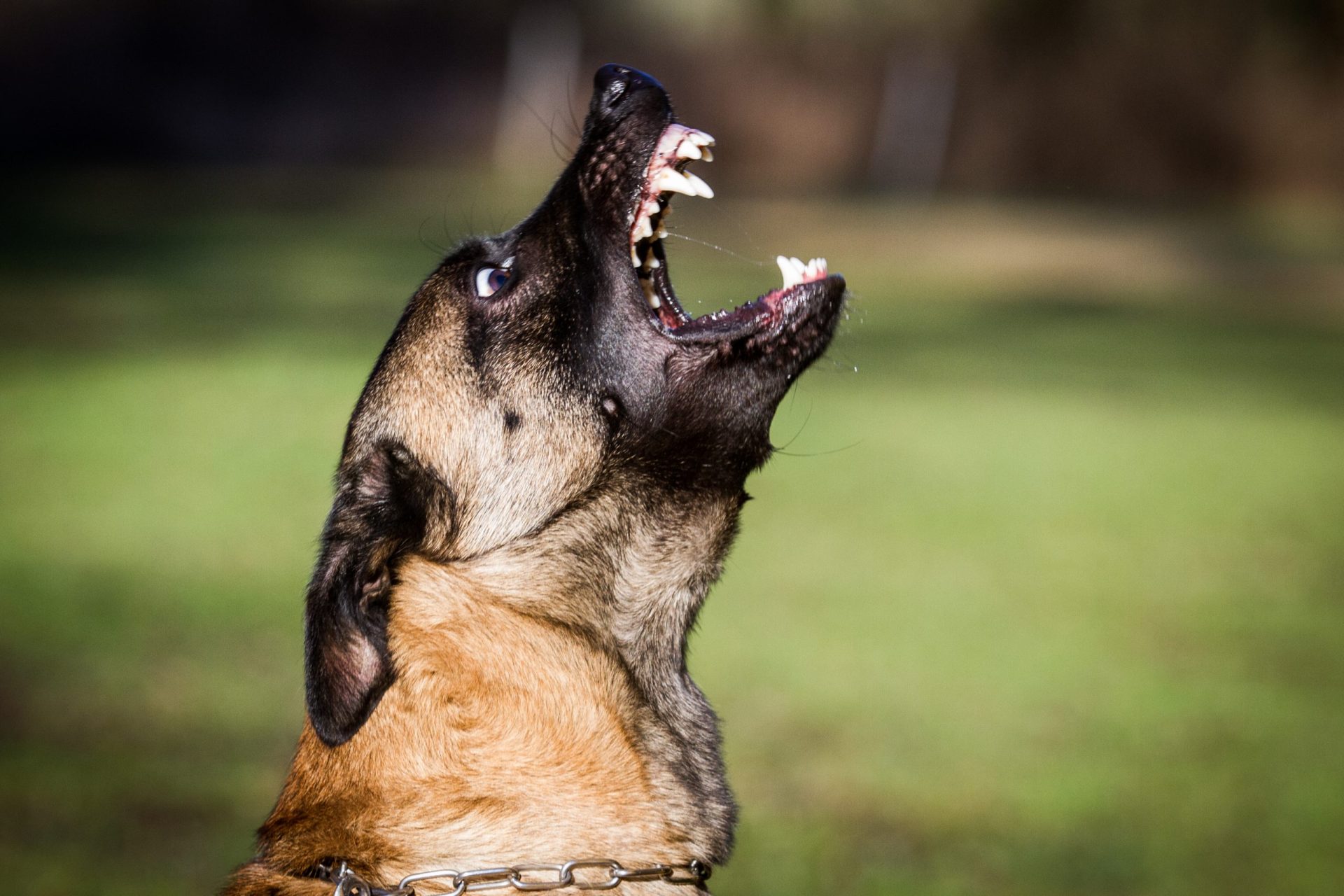 Cão mata utente de lar de 90 anos