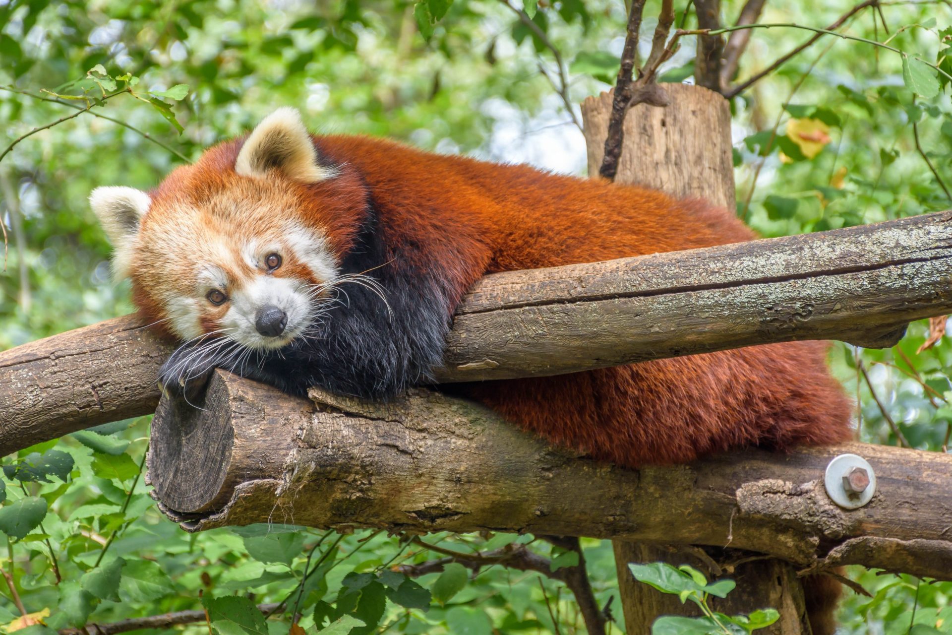 Brexit. Os animais dos zoos do Reino Unido também podem sair prejudicados