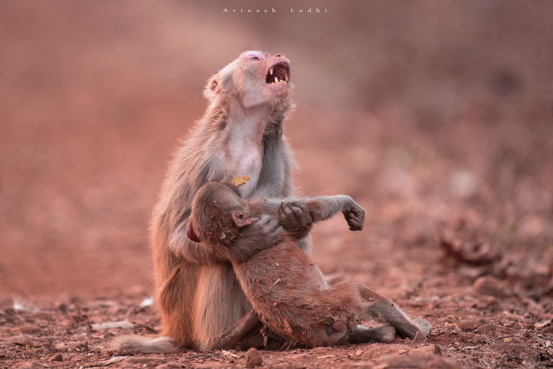 Fotografia comovente mostra desespero de mãe a segurar cria inanimada