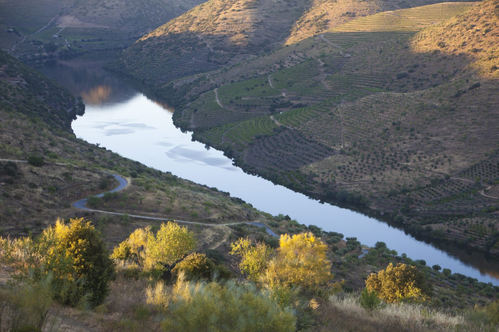 Vinicultores do Douro manifestam-se contra corte na produção de vinho do Porto