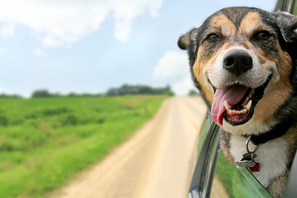 Qual a raça de cão que mais se adequa ao seu estilo de vida?