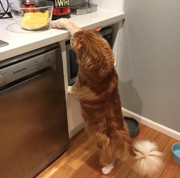 Gato gigante está quase a entrar no Guinness