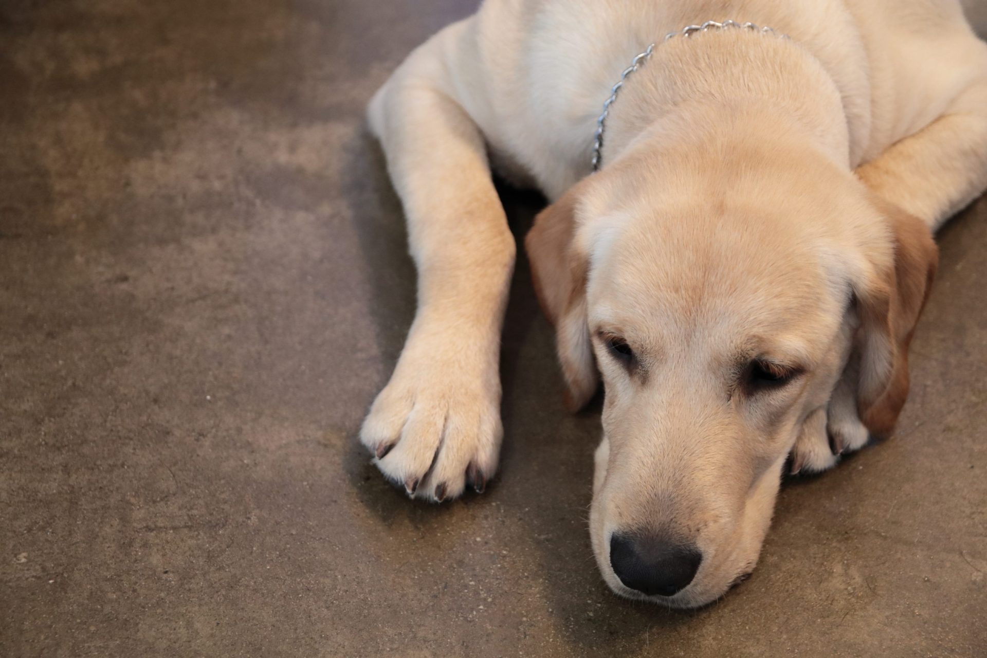 Cão agredido por funcionários de aeroporto após fugir da caixa transportadora