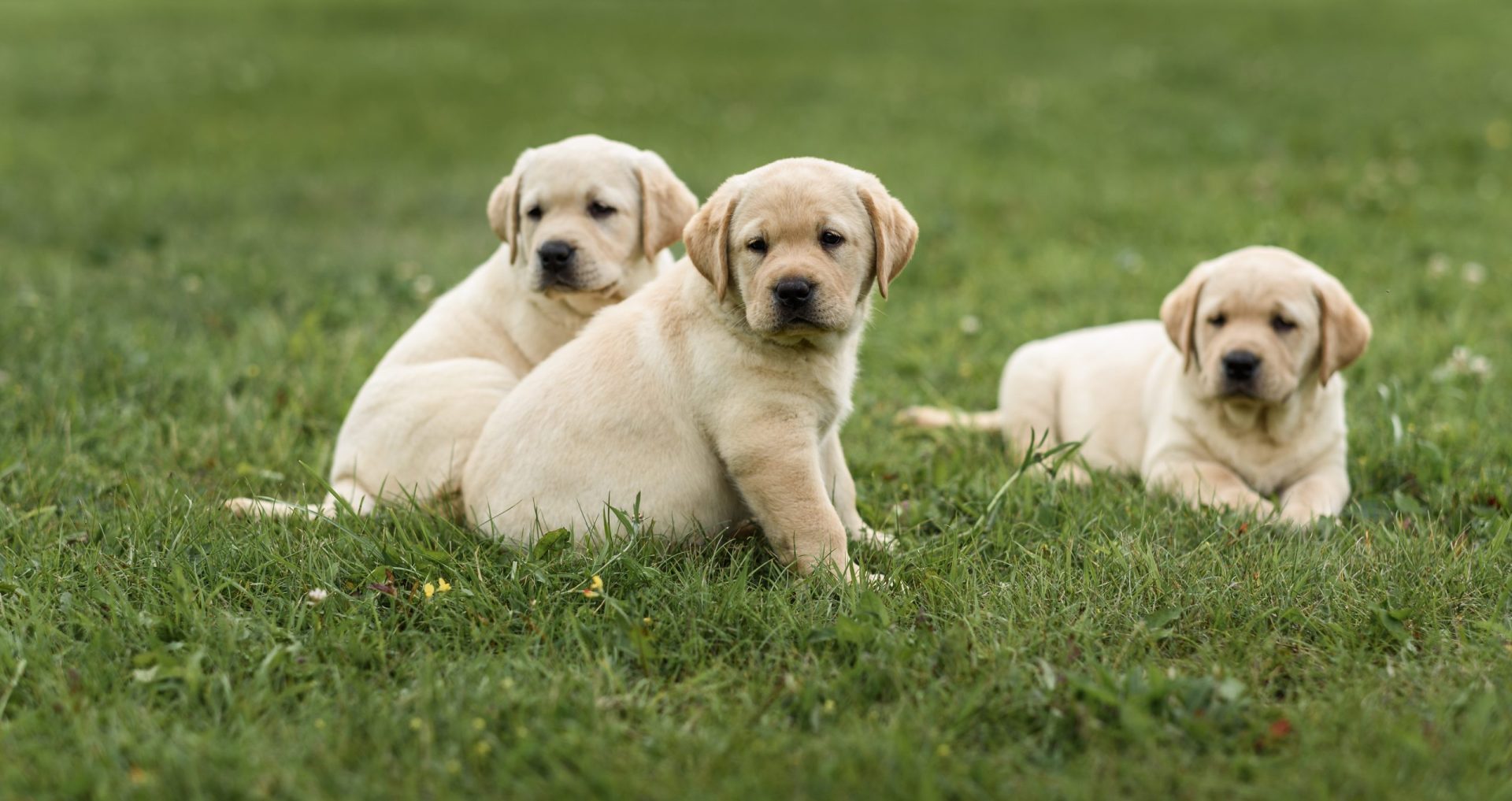 Qual a raça de cão que mais se adequa ao seu estilo de vida?