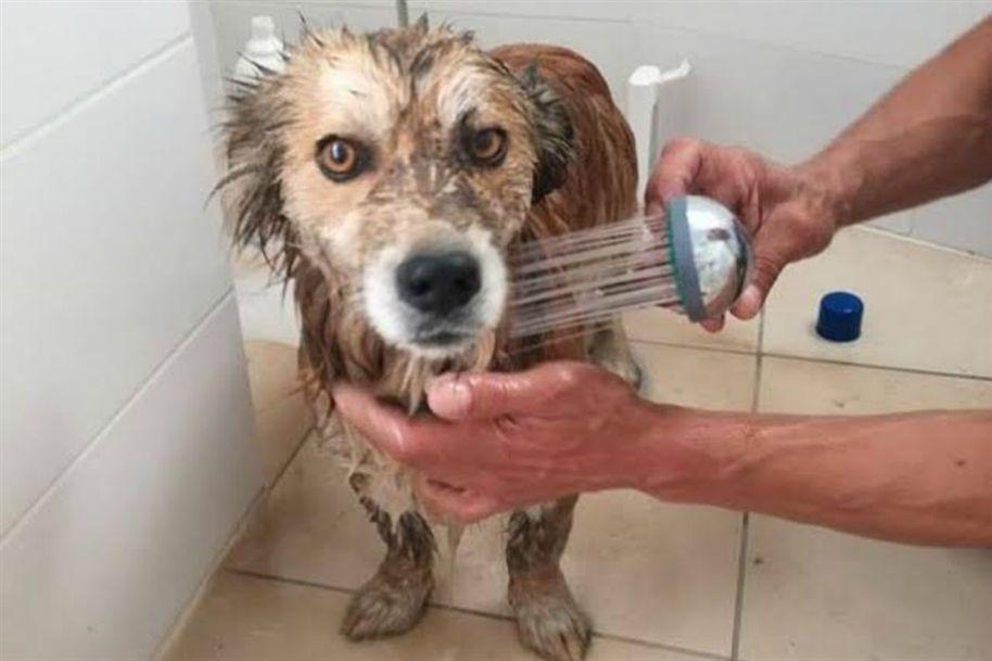 Cães encontrados a nadar em detritos após terem sido atirados para tanque da ETAR