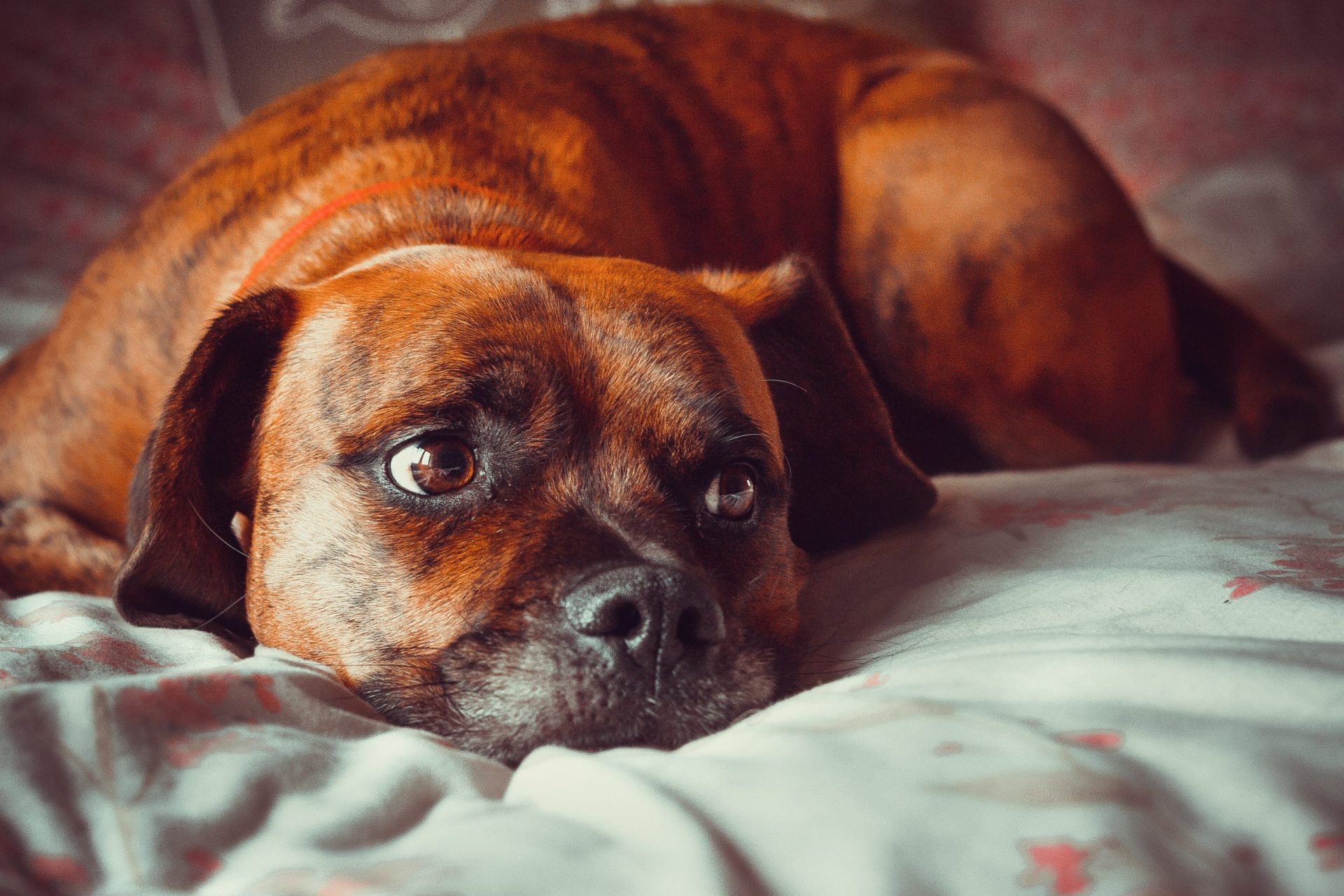 Cão morre de cansaço depois de ser preso a um carro pelo dono