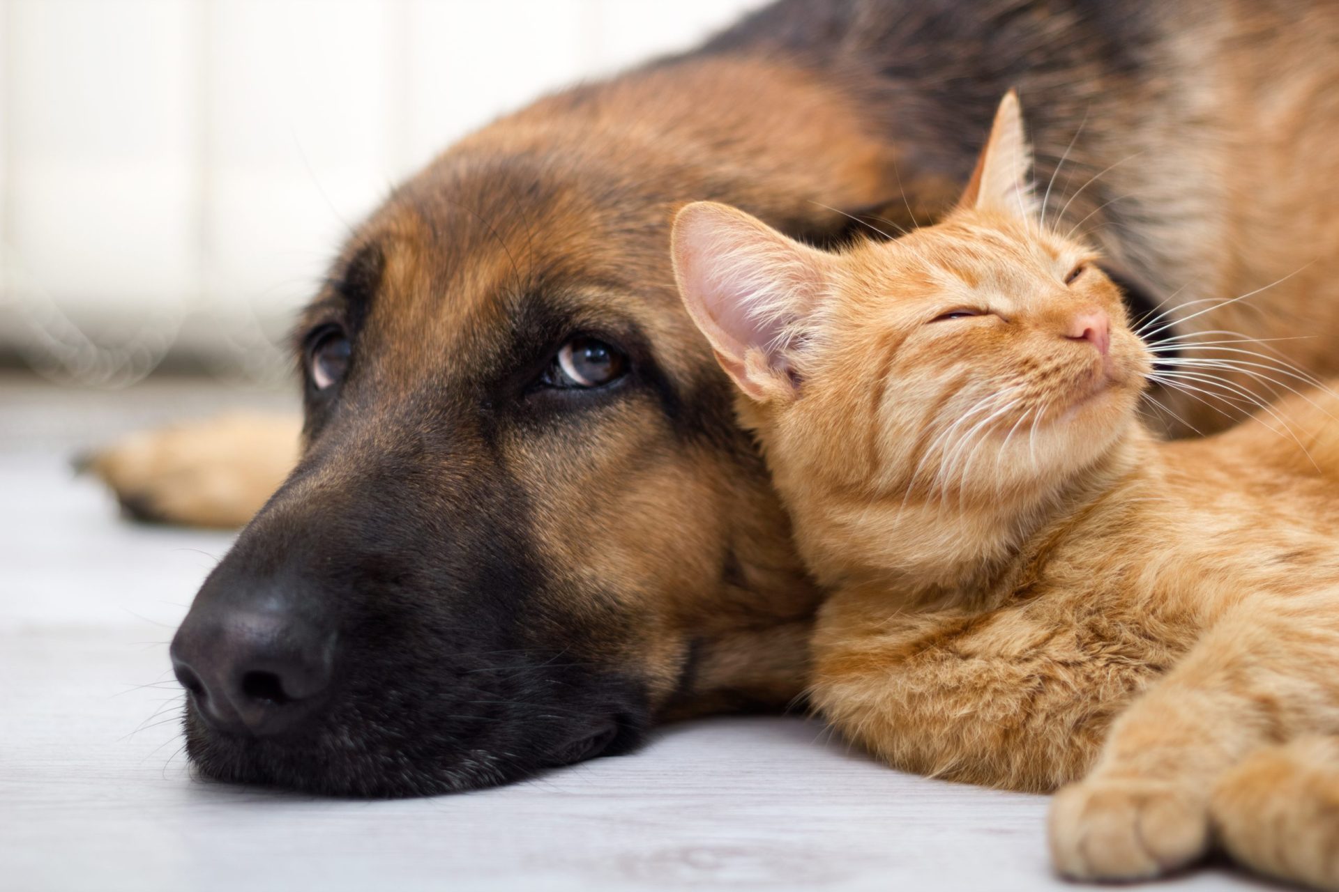 As pessoas que têm cães são mais felizes?