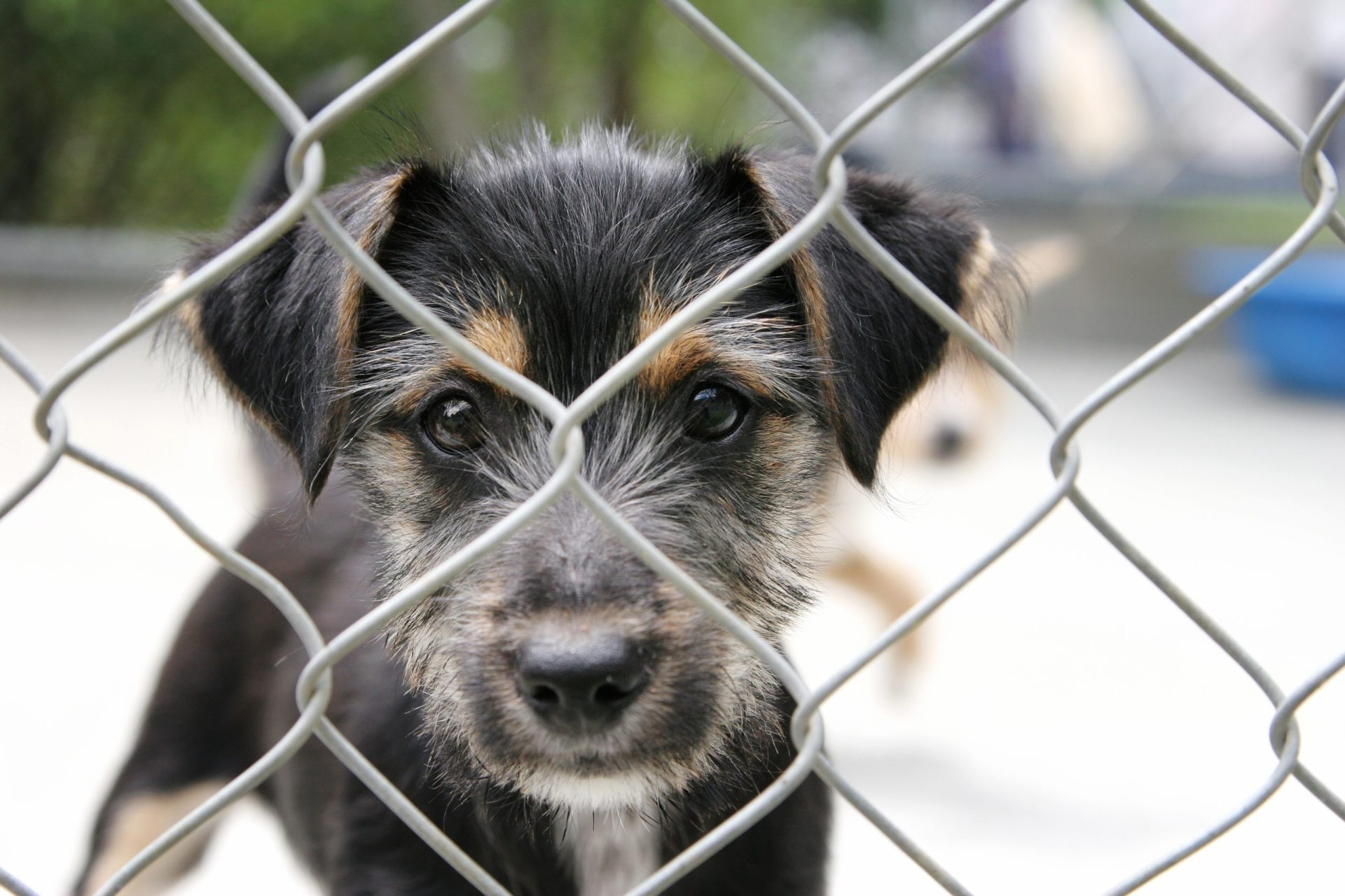 Ordem dos veterinários disponibiliza ajuda a animais vítimas do incêndio em Pedrógão Grande