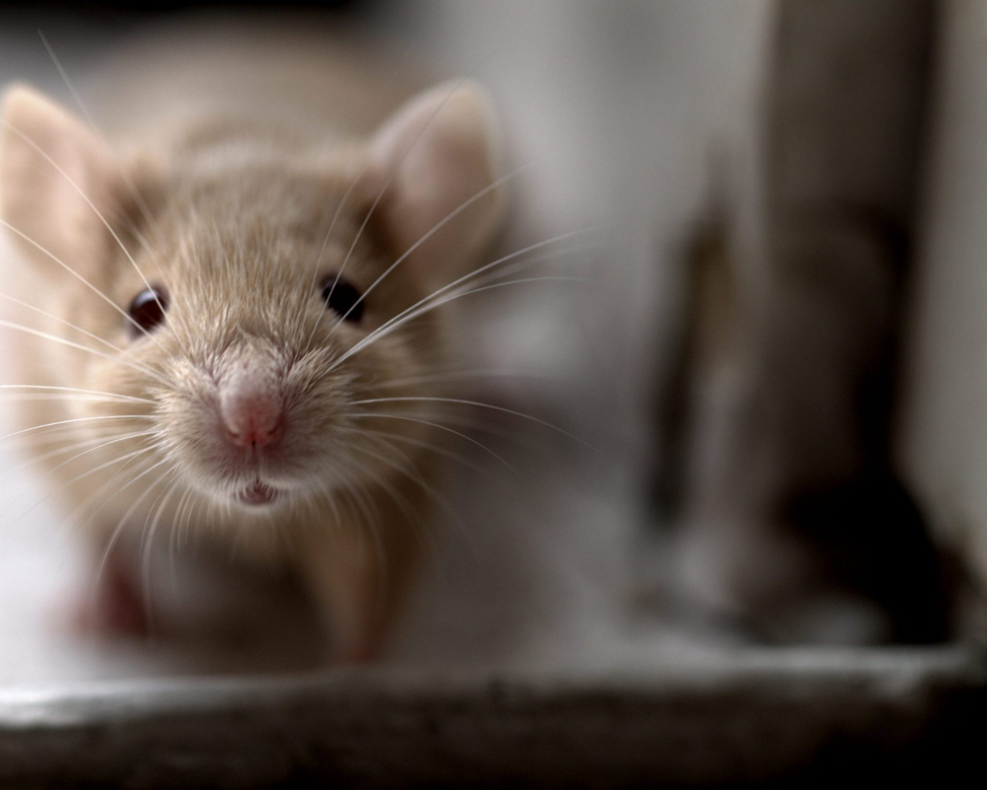 Nova Iorque. Rato lança o pânico no metro