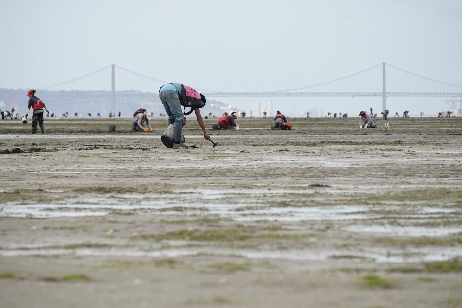 “Isto é um tesouro escondido” – A apanha ilegal dos bivalves do Tejo