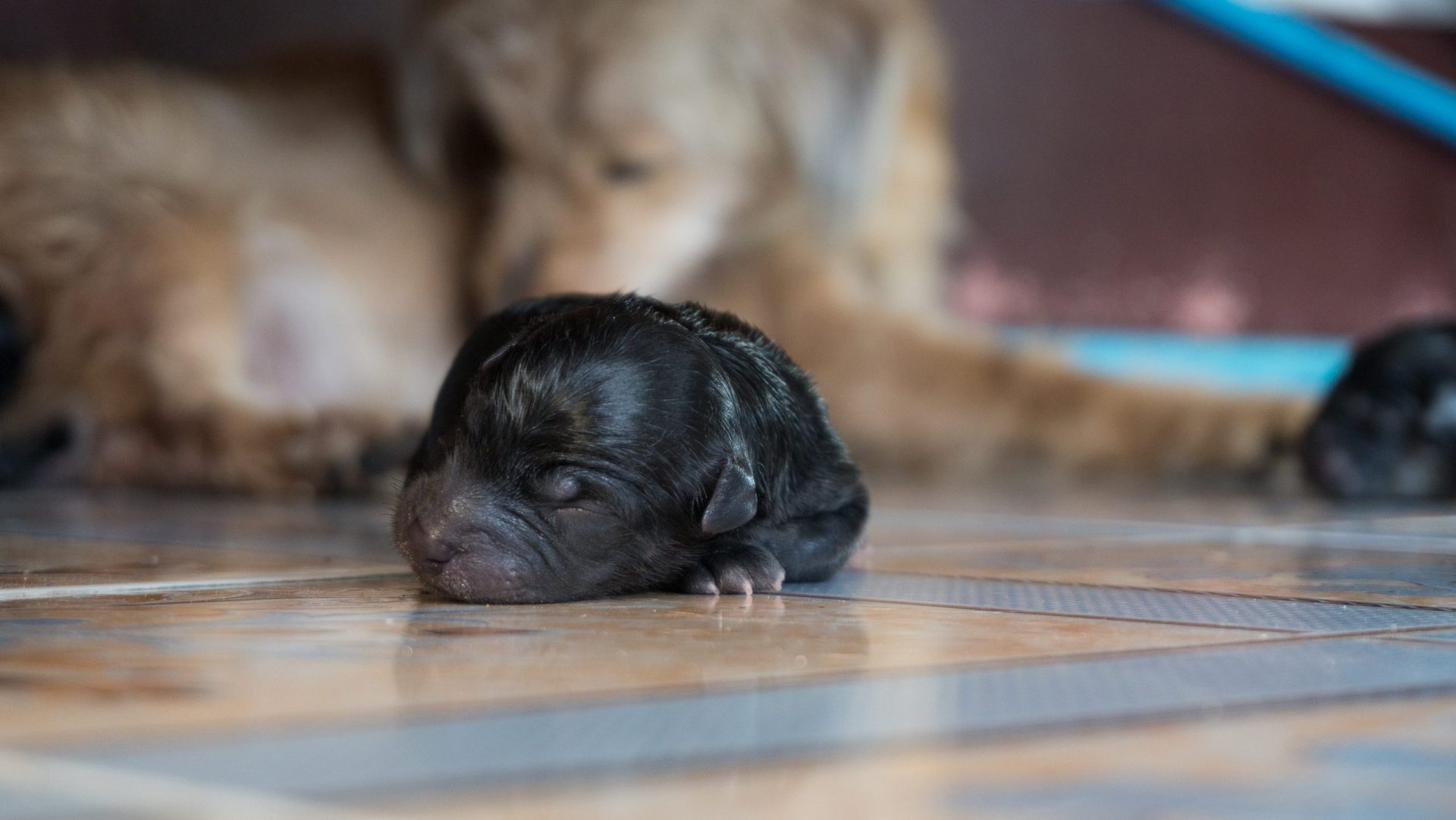 Oito cães recém-nascidos atirados dentro de um saco para contentor de lixo