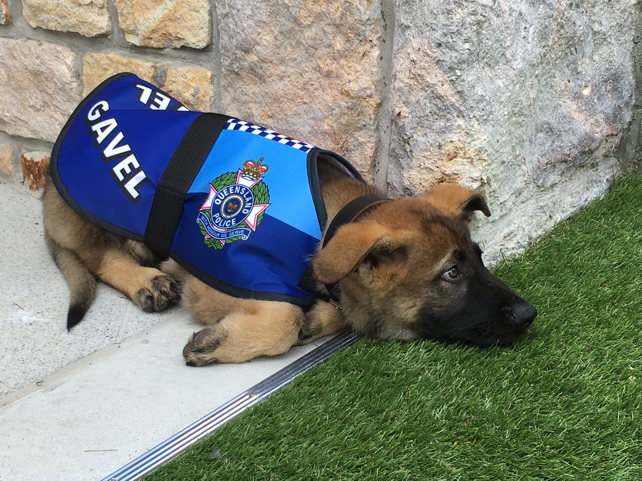 Este cão era demasiado dócil para trabalhar com a polícia. Por isso foi promovido a outro posto