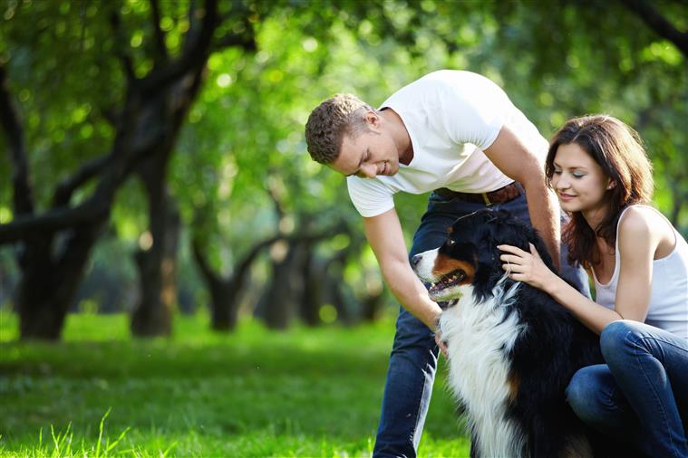 Cães preferem carinho a comida