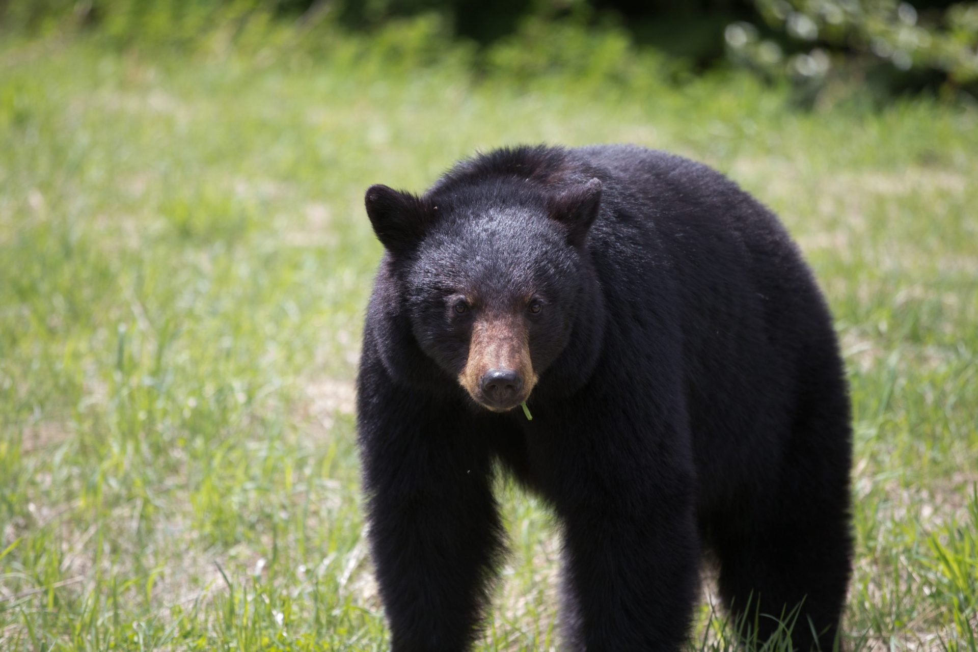 Urso abocanha e arrasta jovem pela cabeça