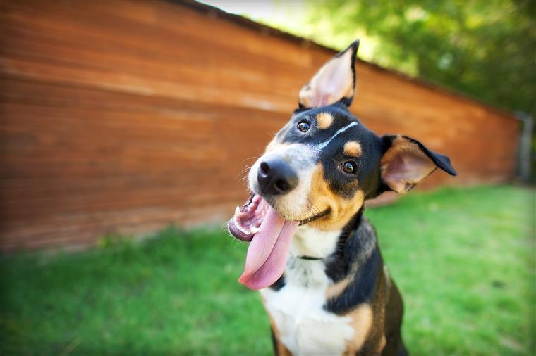 Qual a raça de cão que mais se adequa ao seu estilo de vida?