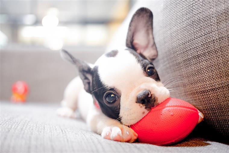 Esta é a raça de cão que mais se adequa ao seu estilo de vida?