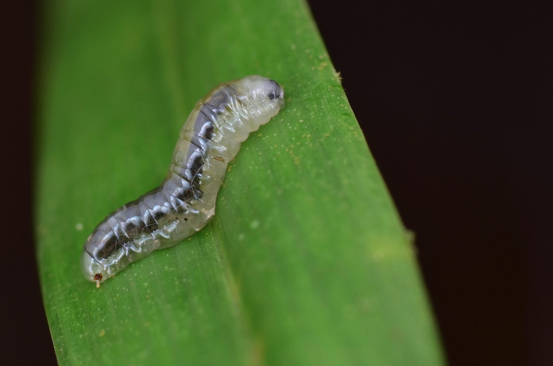 Este é o primeiro país europeu a vender alimentos feitos de insectos