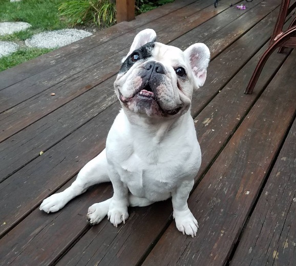 É provável que estes cães tenham um ‘ordenado’ mais alto do que o seu