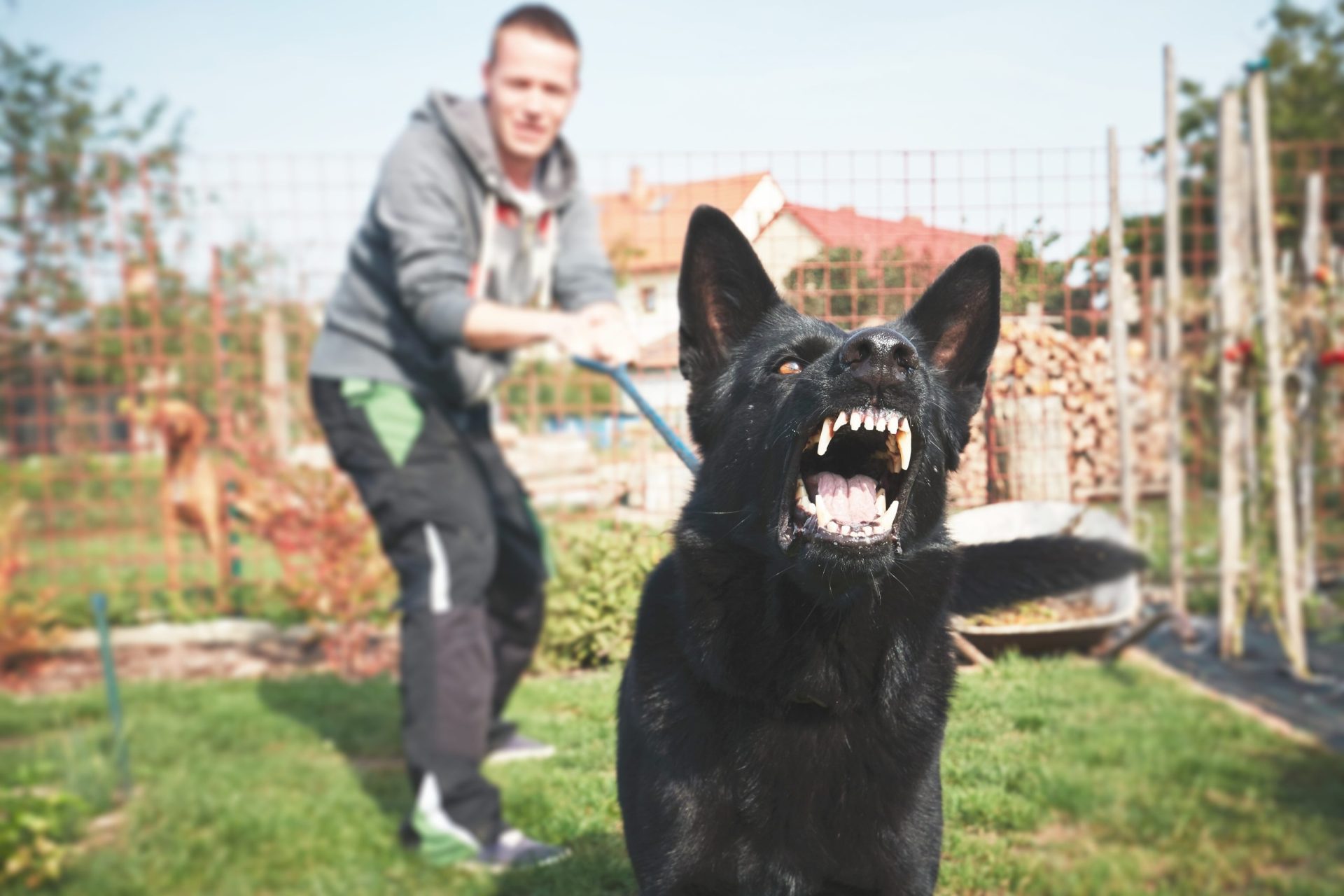 Cães atacam homem em Cascais