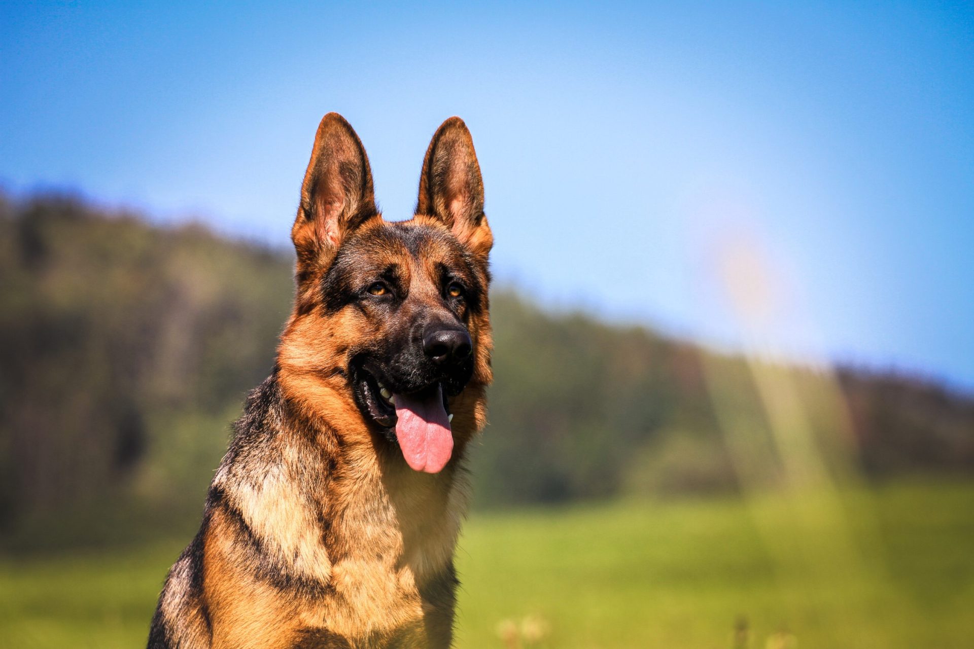 Cão polícia é homenageado antes de ser abatido