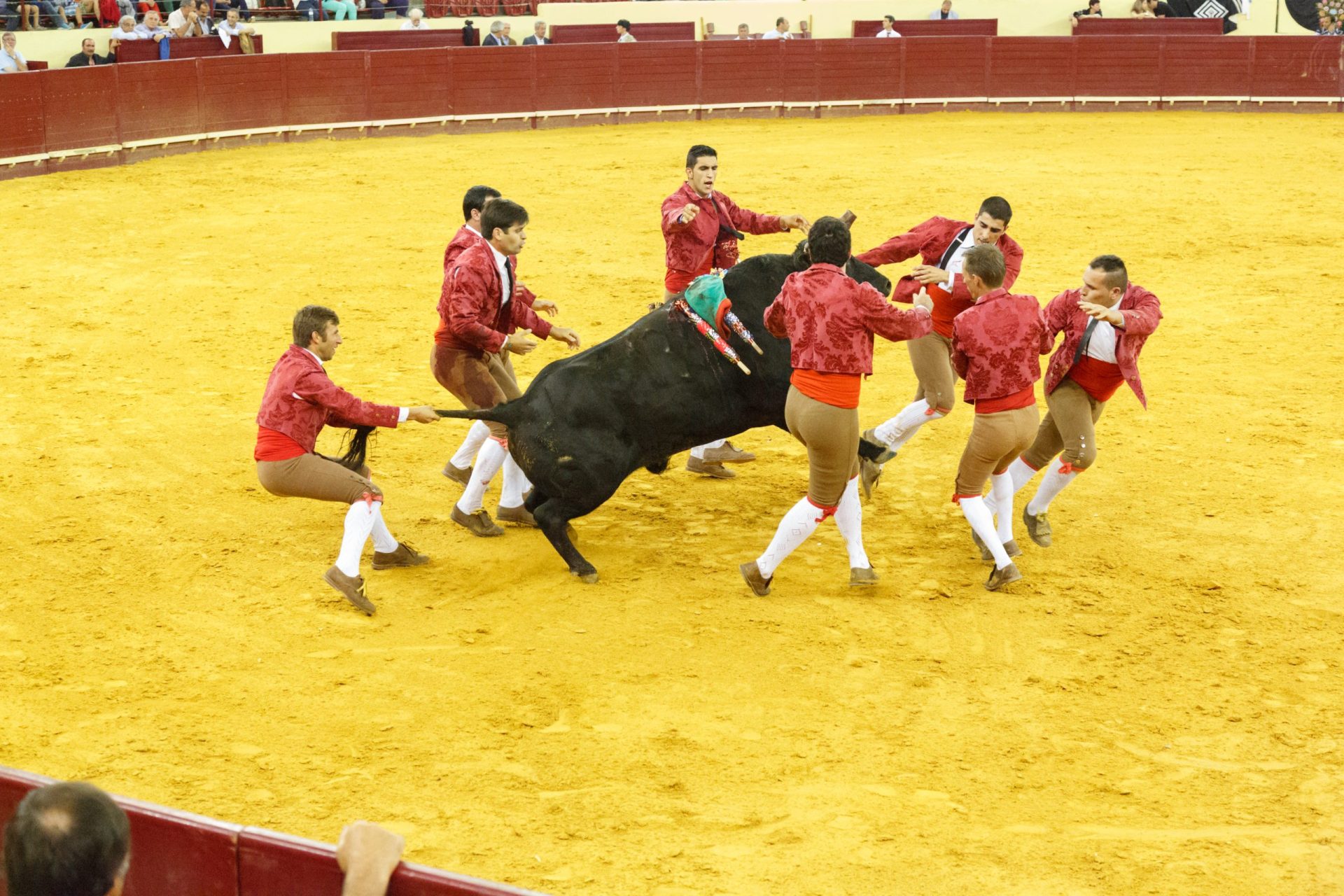 Morreu forcado colhido por touro no sábado