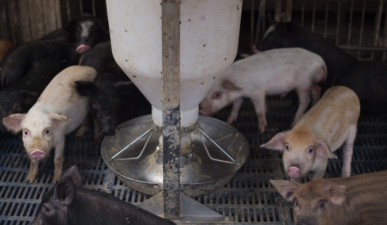 Comer menos carne pode salvar o mundo