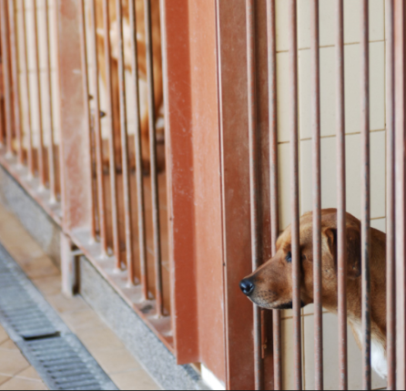 Sete cães que eram vítimas de maus tratos retirados a mulher residente em Matosinhos