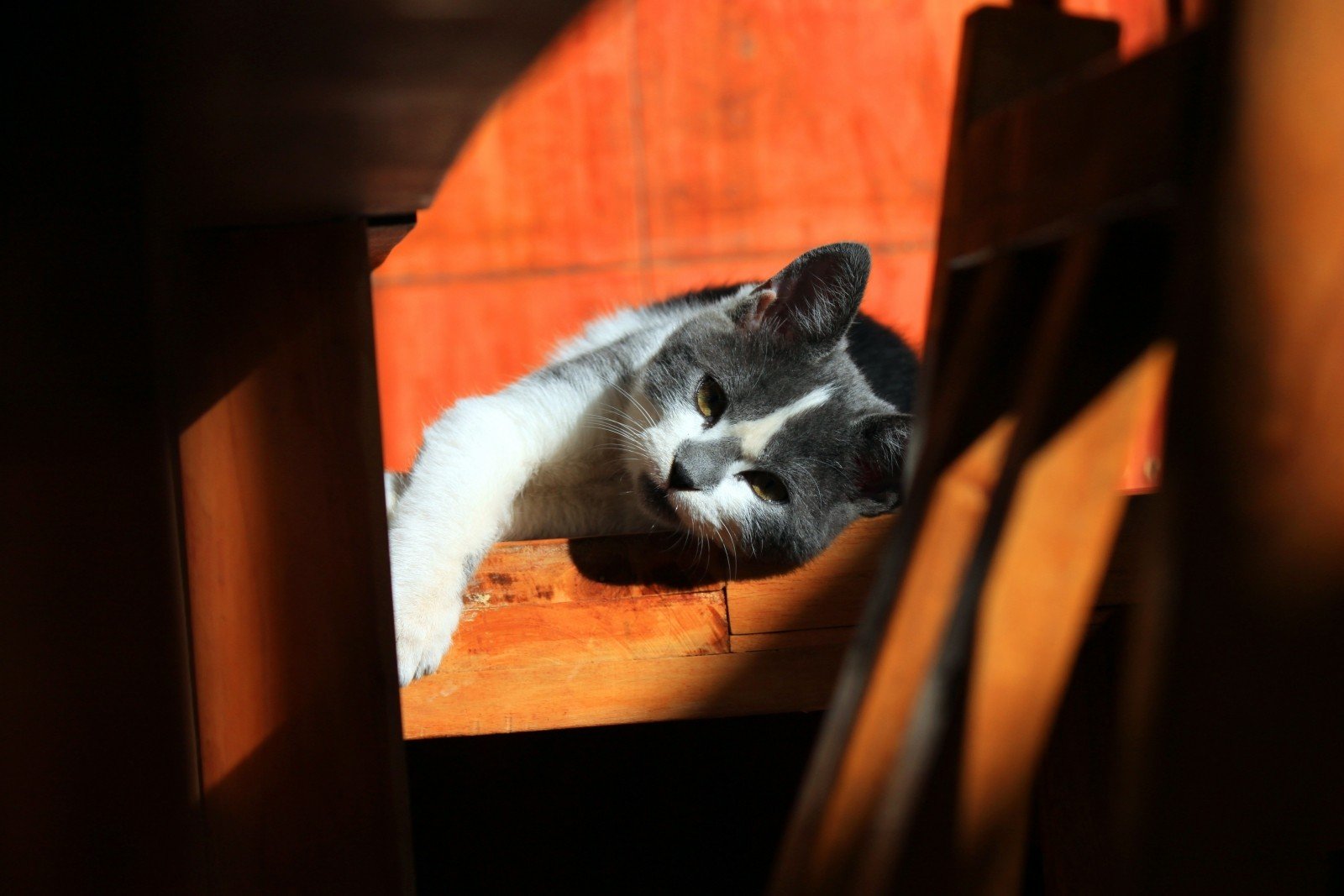 Dois anos de prisão para o homem que apedrejou o próprio gato