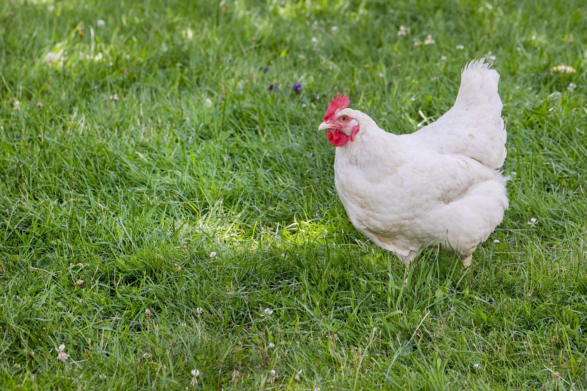 Em breve não vai ser preciso matar uma ave para comer frango