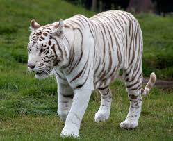 Tigre branco mata guarda em jardim zoológico