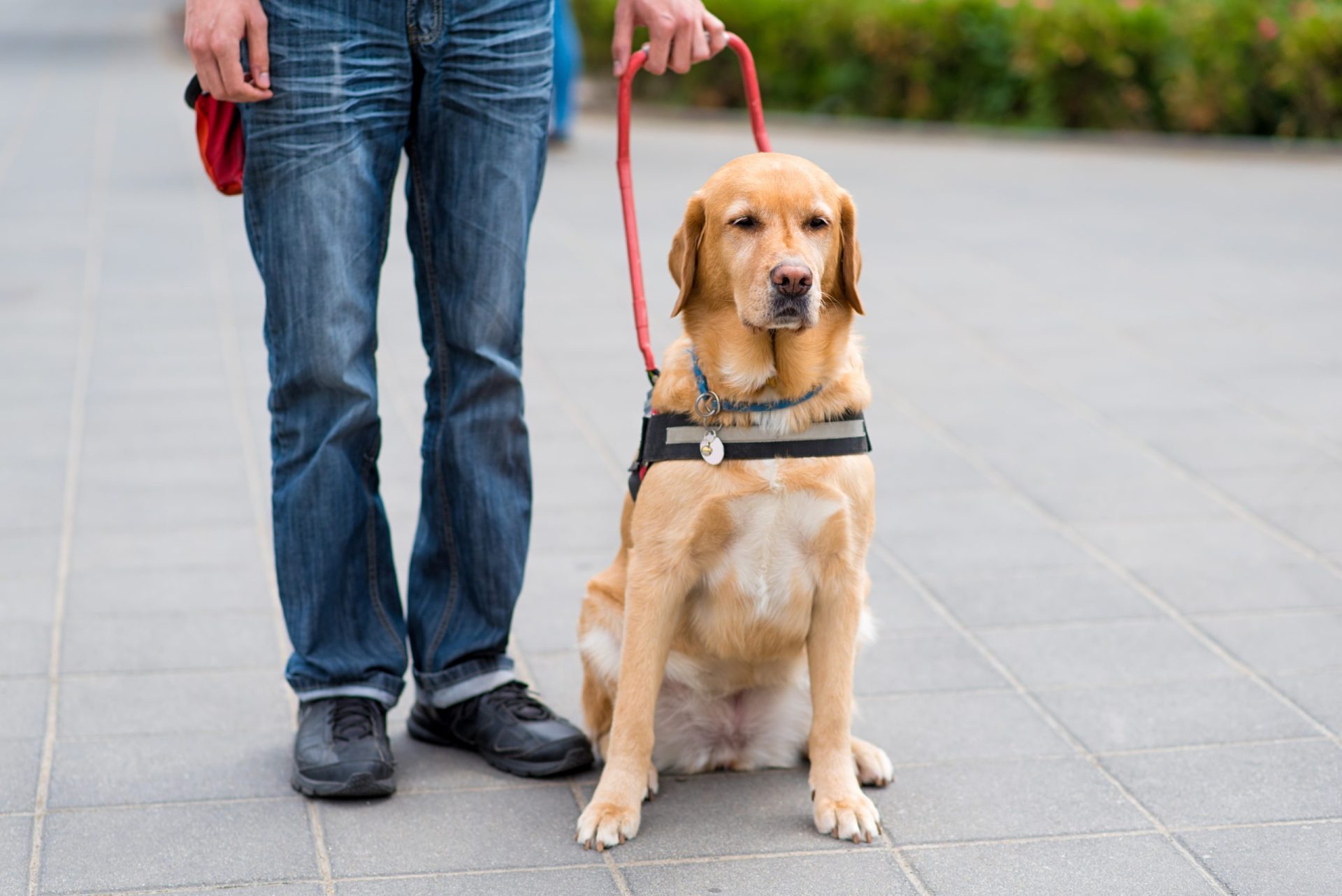 Homem cego impedido de viajar pela Ryanair por estar com um cão-guia