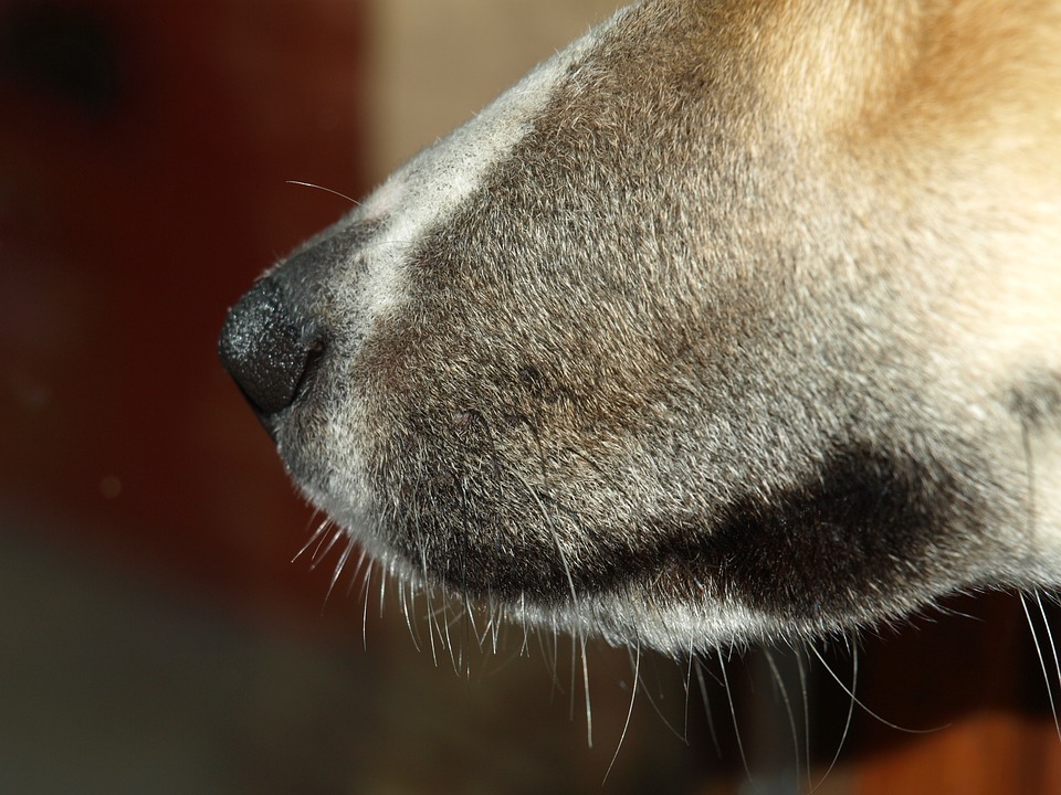 Cão ataca o próprio dono e salva mulher de violência doméstica