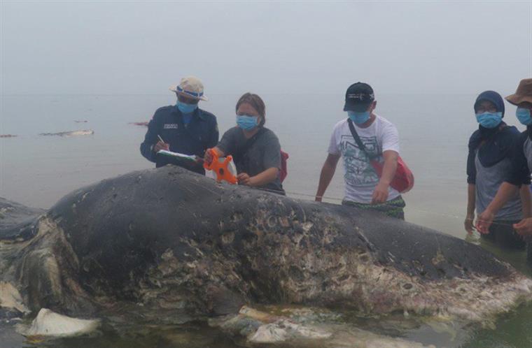 Cachalote encontrado morto com 115 copos de plástico no estômago