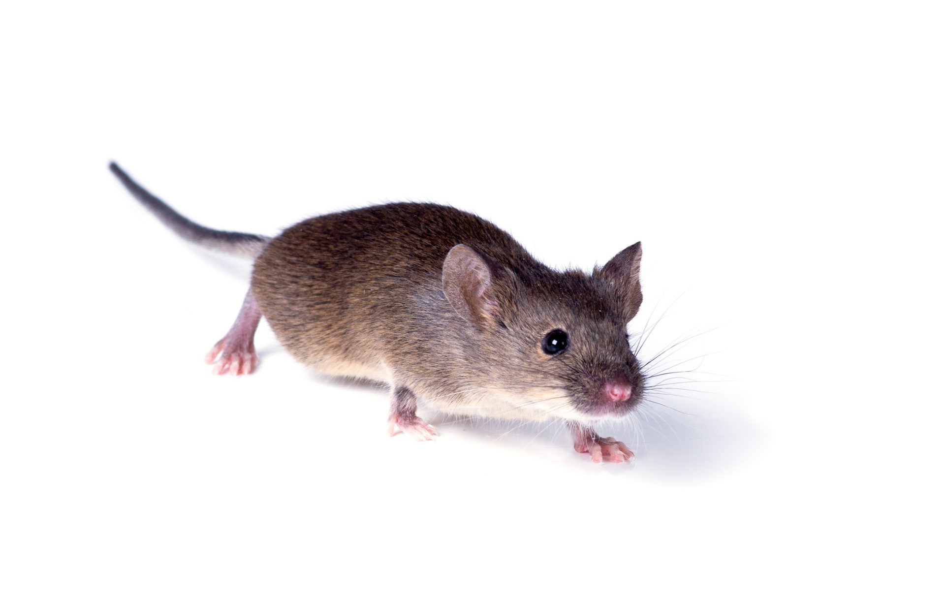 Por que razão as cobaias são sempre ratos?