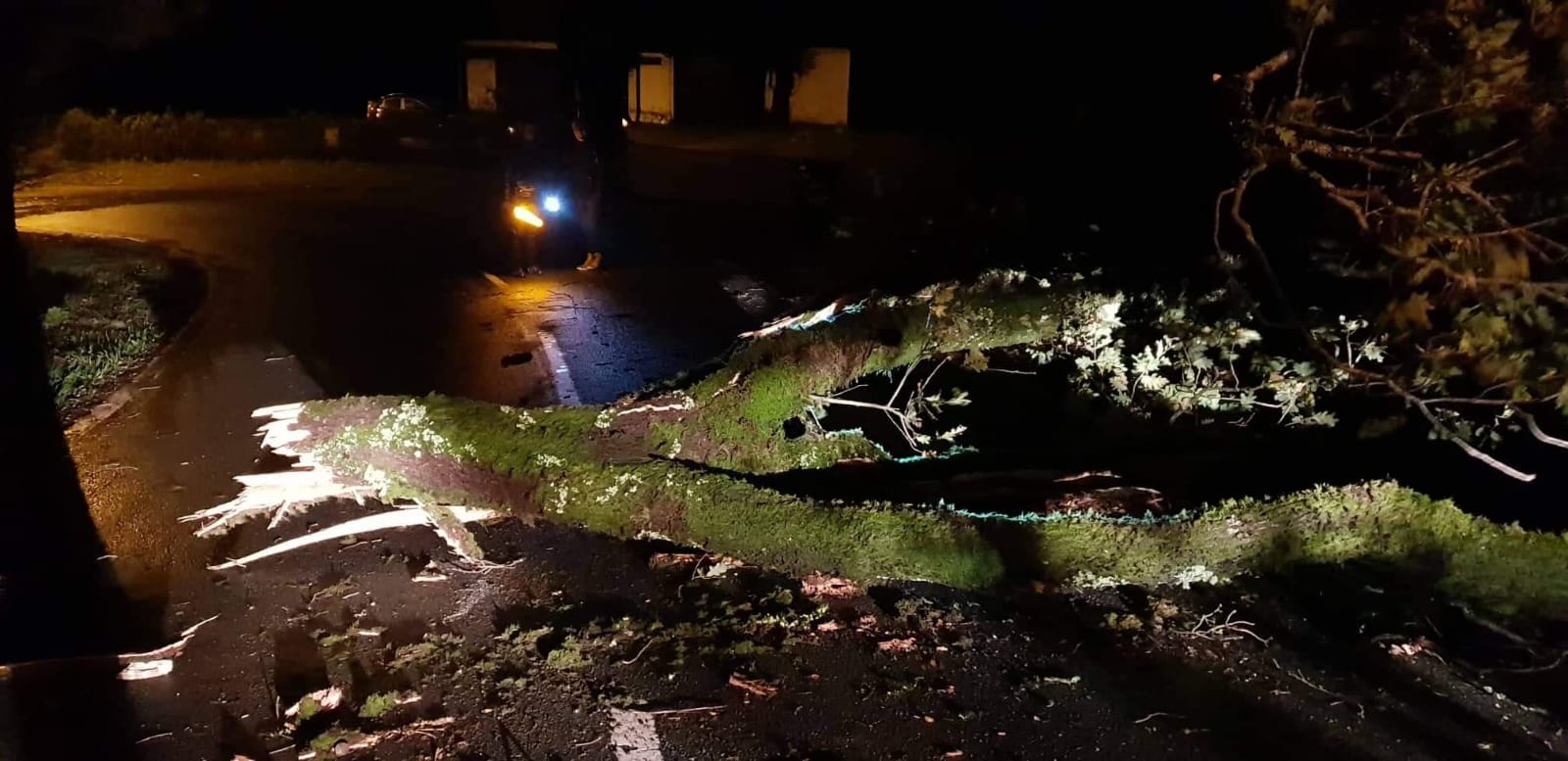 Queda de árvore corta EN304 em Vieira do Minho