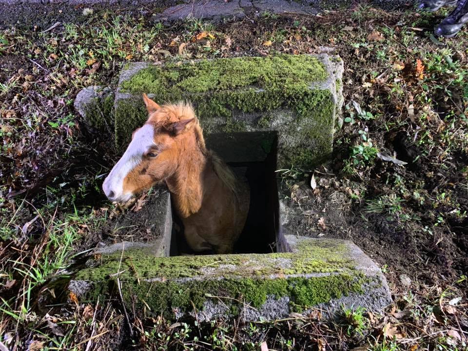 Arcos de Valdevez. Bombeiros resgatam cavalo preso em aqueduto | FOTOS