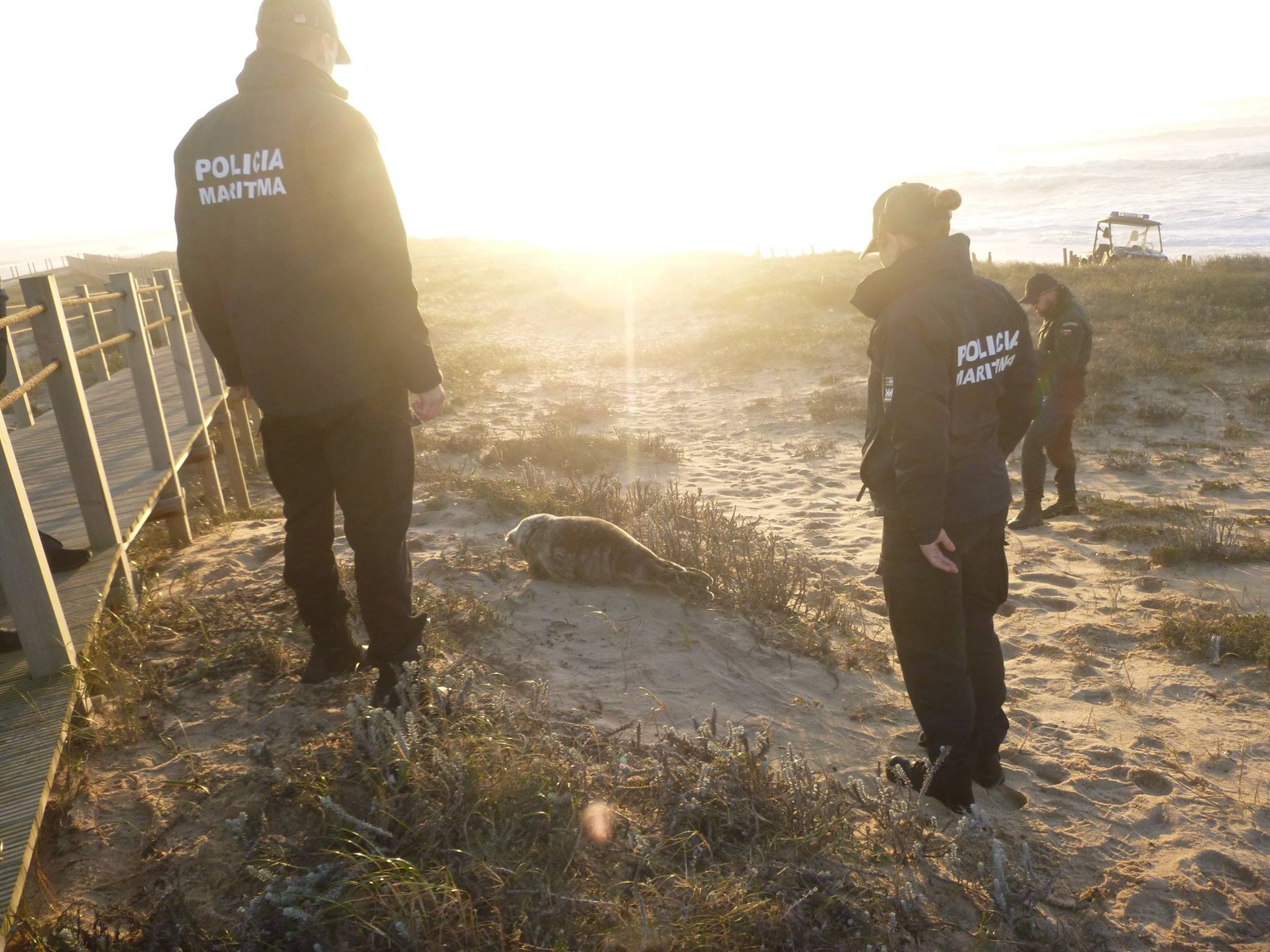 Foca bebé dá à costa na Póvoa de Varzim