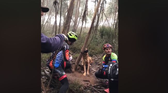 Valongo. Cadela presa a árvore resgatada por grupo de ciclistas | Vídeo